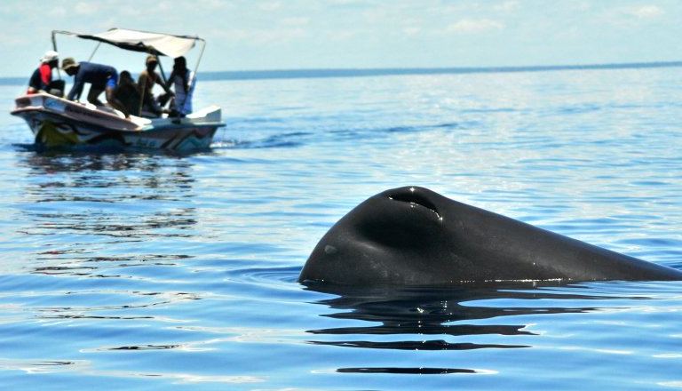 whale