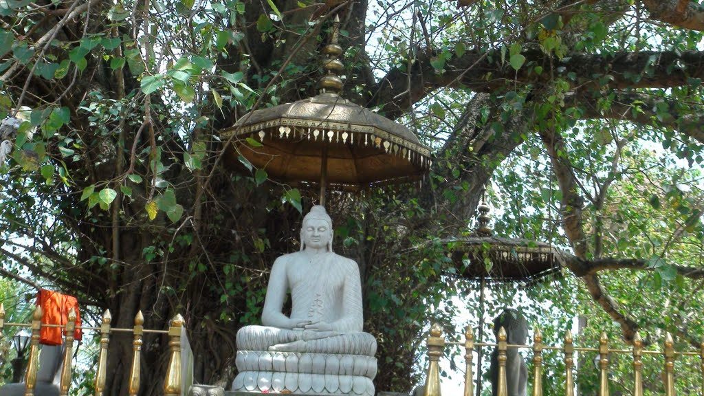 Kelaniya Bodhi Tree