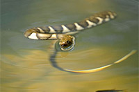 Boulenger's Keelback