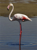 Greater Flamingo