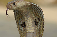 Indian Cobra