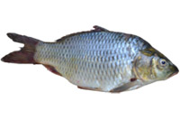 Olive Barb