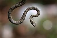 Sri Lankan Flying Snake