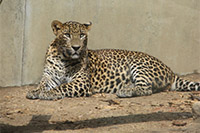 Sri Lankan Leopard