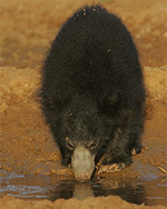 Sri Lankan Sloth Bear