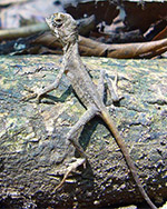 Wiegmann's Agama