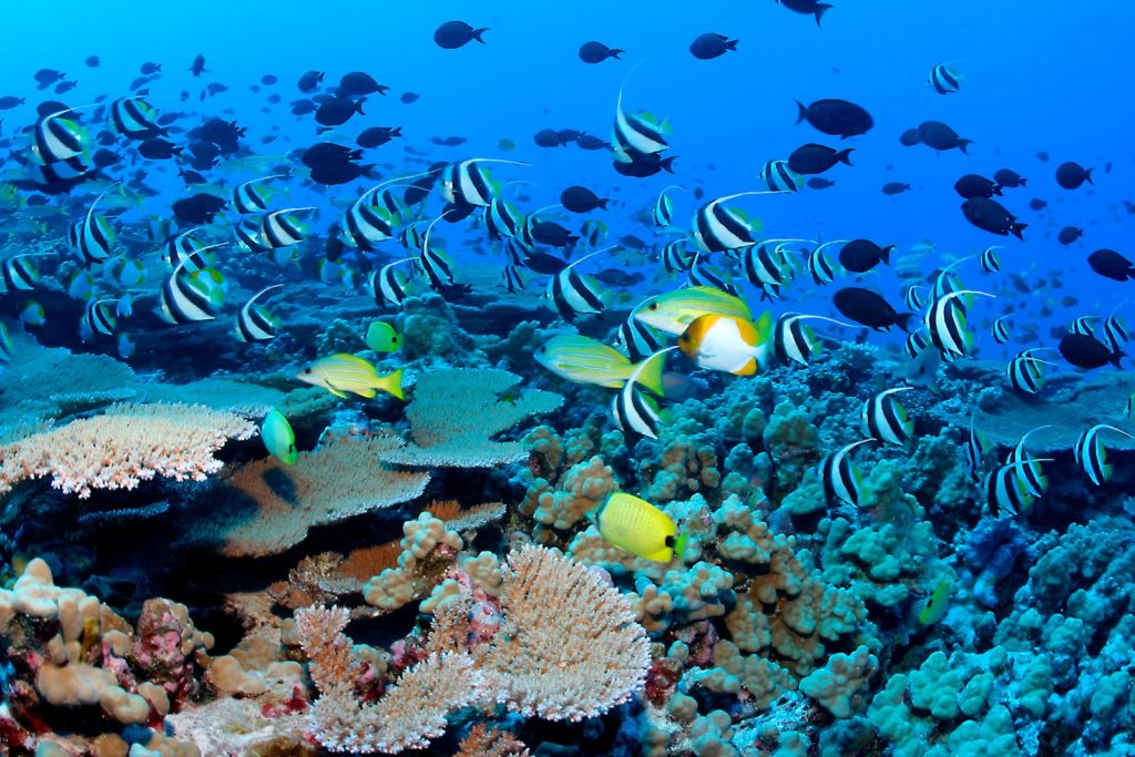 coral reefs