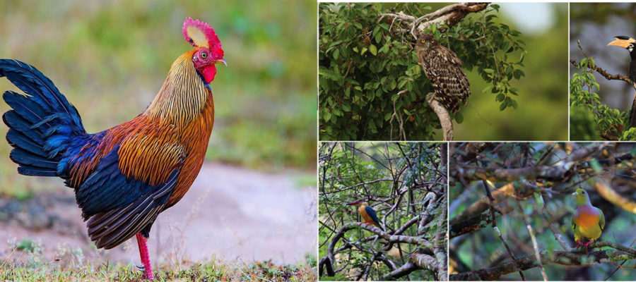 ENDEMIC BIRDS OF SRI LANKA